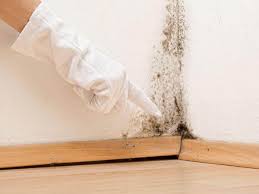 Professional Mold Prevention & Removal  in Shelton, NE